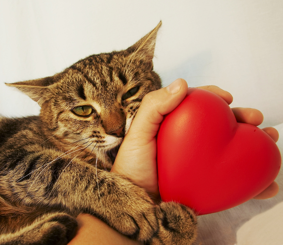 Cat and Heart