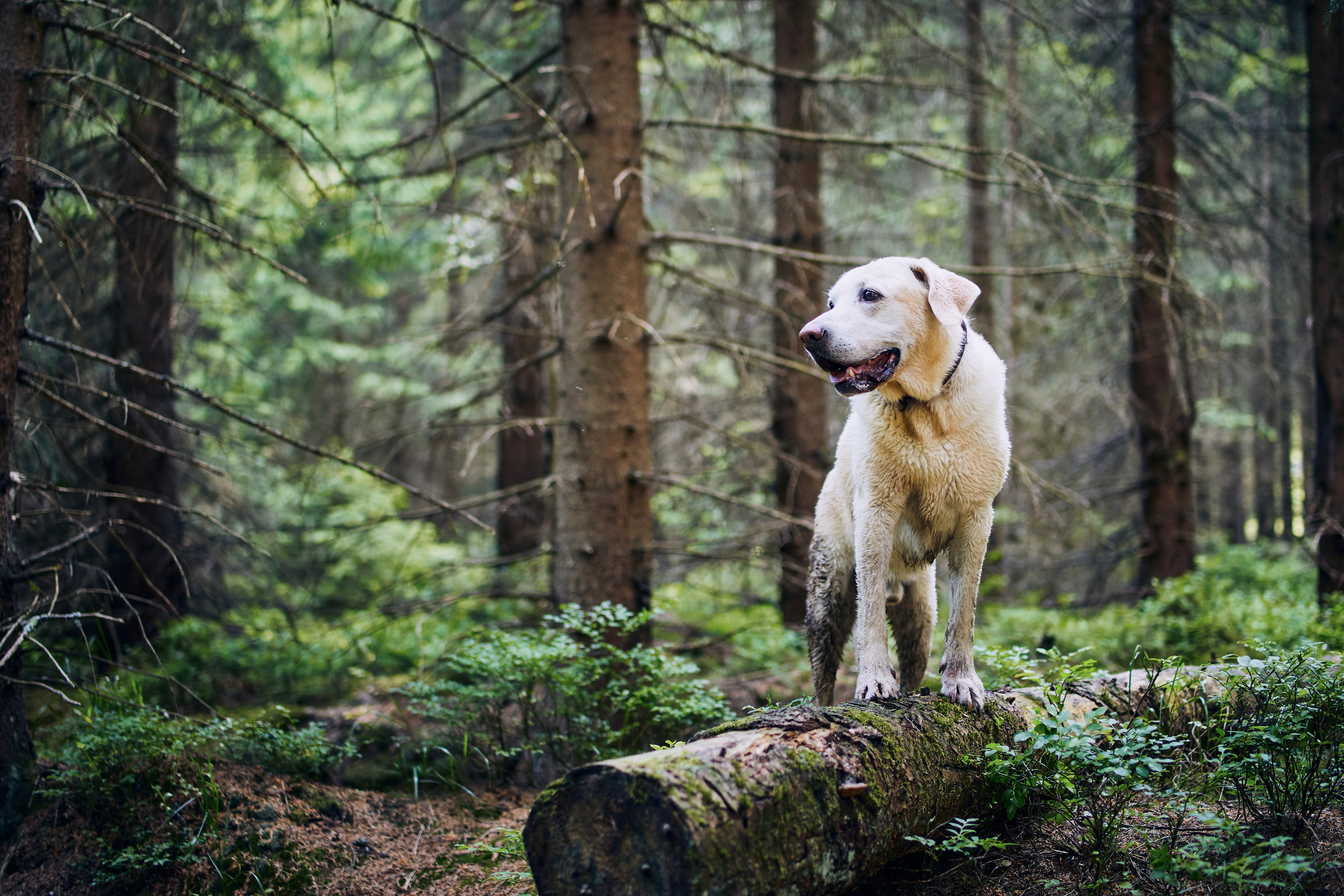 Happy Dog in Nature