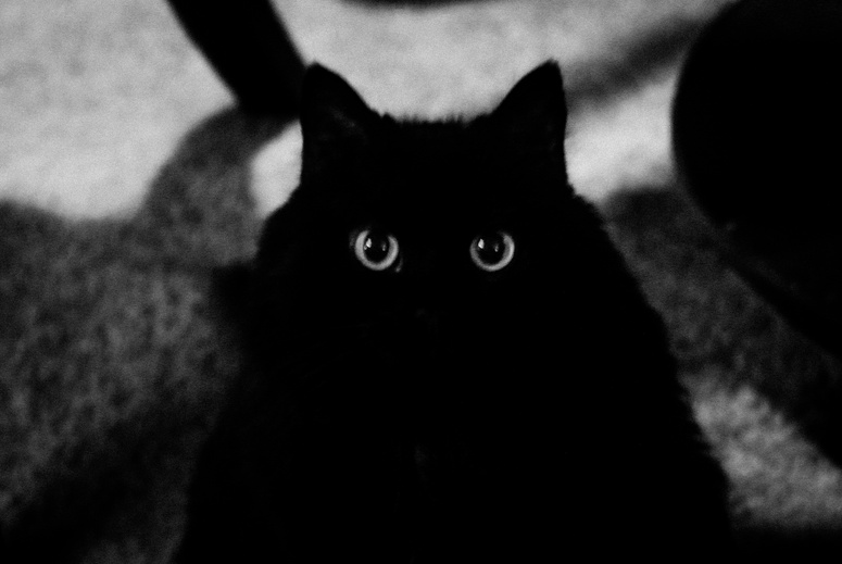 Black cat black and white