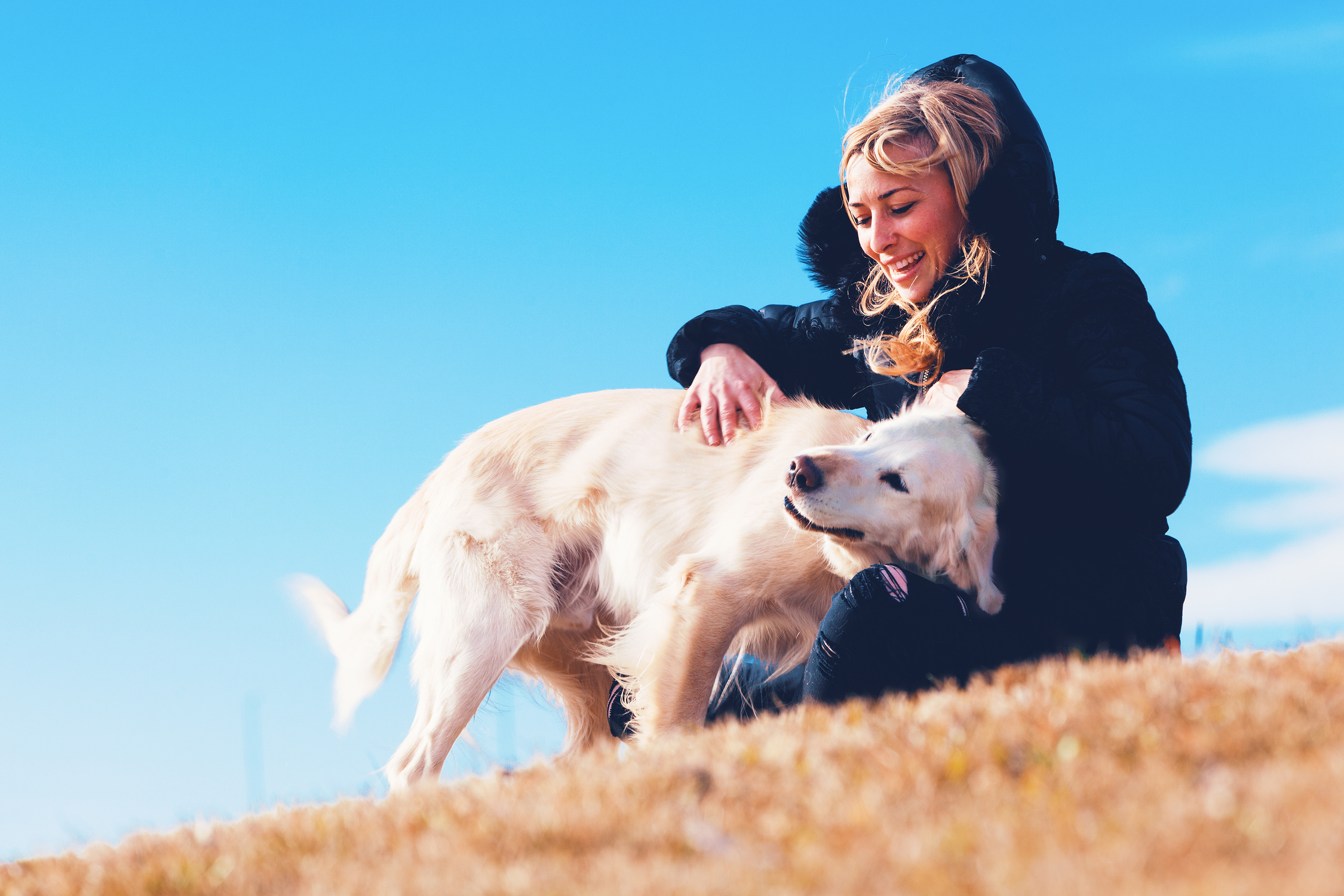 Pets and Dogs.